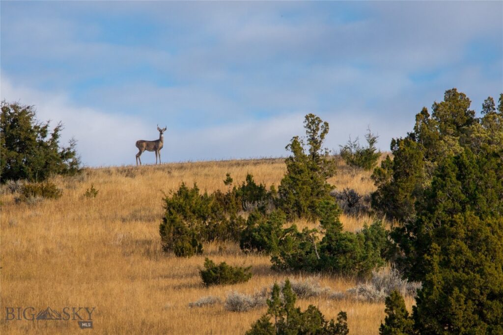 TBD Skinner Road, Belgrade MT 59714