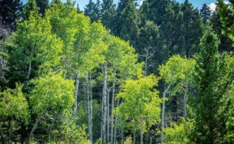 TBD Livingston Peak Road, Livingston MT 59047