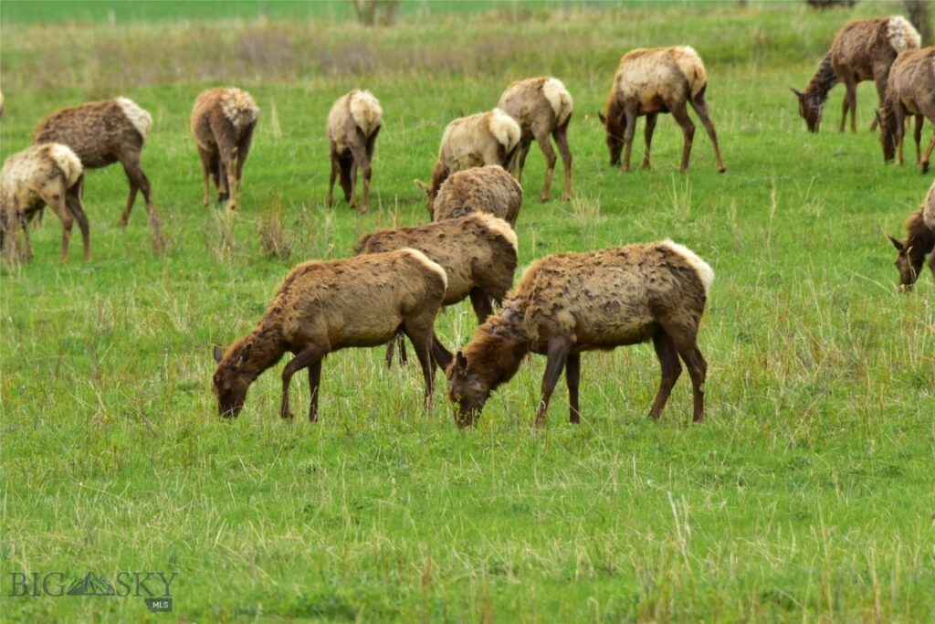 TBD Mount Ellis Lane, Bozeman MT 59715
