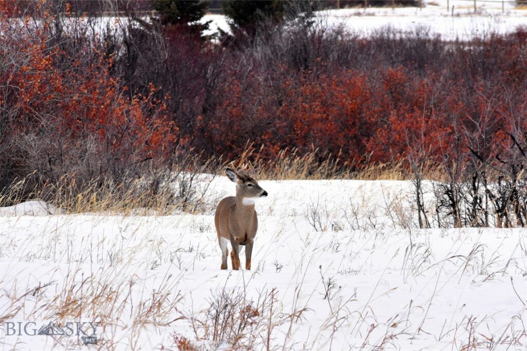 TBD Mount Ellis Lane, Bozeman MT 59715