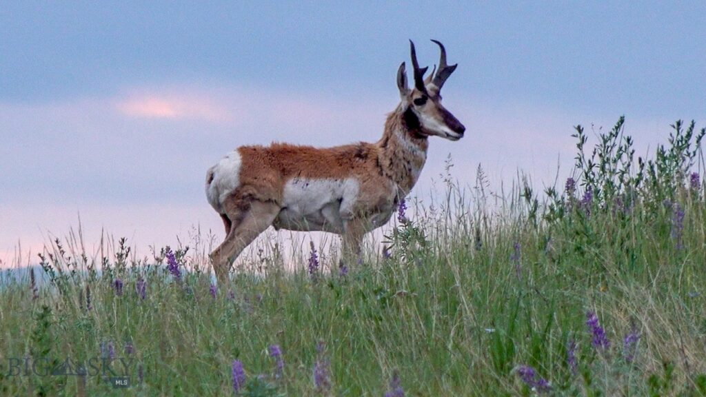 TBD Willow Creek N Fork Road, Livingston MT 59047