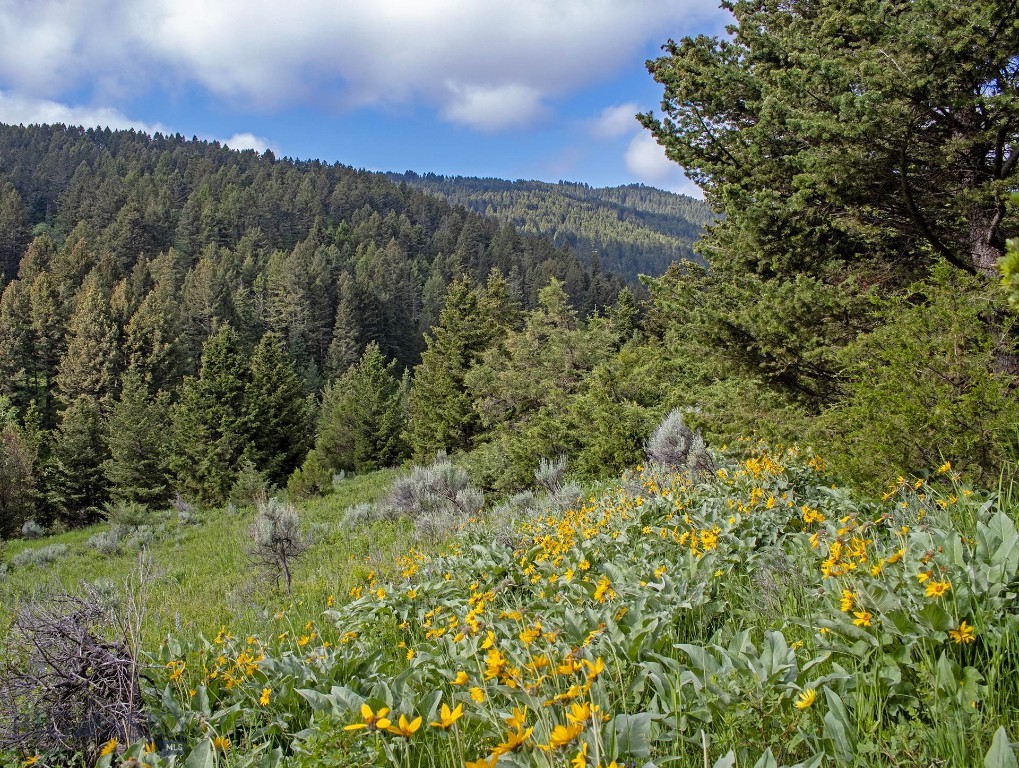 TBD Willow Creek N Fork Road, Livingston MT 59047