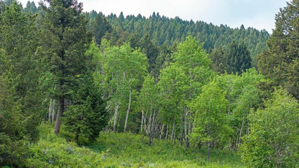 TBD Willow Creek N Fork Road, Livingston MT 59047